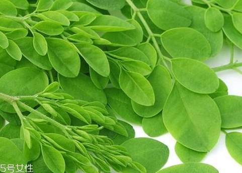 辣木籽和辣木叶的区别(辣木籽和辣木叶的区别) 辣木籽和辣木叶的区别(辣木籽和辣木叶的区别)