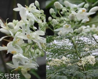 辣木茶营养(辣木茶的作用) 辣木茶营养(辣木茶的作用)