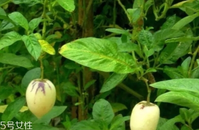 香瓜茄的营养价值(香瓜茄的营养价值)