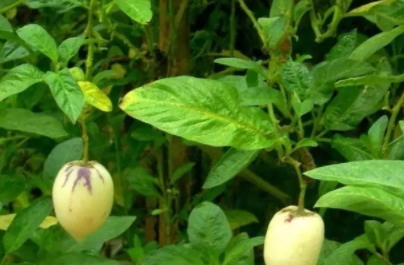 香瓜茄种子哪里买(香瓜茄种子哪里买)