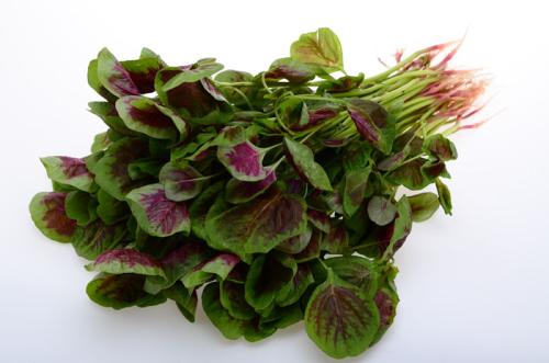 苋菜的根需要去除吗(苋菜的根要去掉多少)