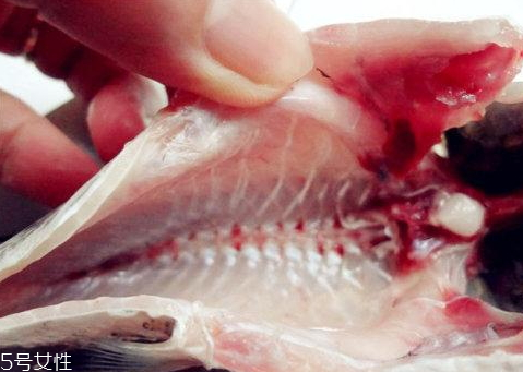 鱼肚里的黑膜作用(鱼肚里黑膜是什么)