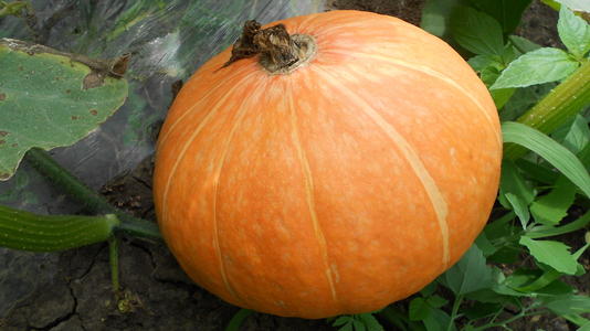 南瓜适合几天吃一次(南瓜几天吃一次为好)