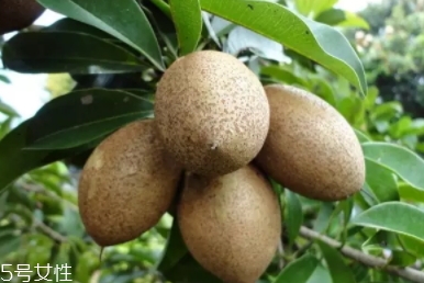 吃人心果的最佳时间(人心果什么时候能吃)