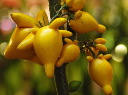 黄金果药用价值(黄金果药用价值)