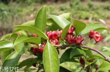 吃布福娜的好处(布福娜的功效) 吃布福娜的好处(布福娜的功效)