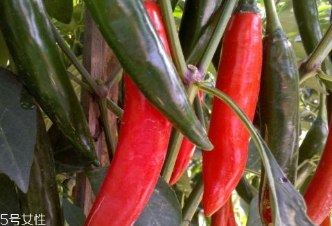 辣椒青的好还是红的好(辣椒青的好还是红的好) 辣椒青的好还是红的好(辣椒青的好还是红的好)