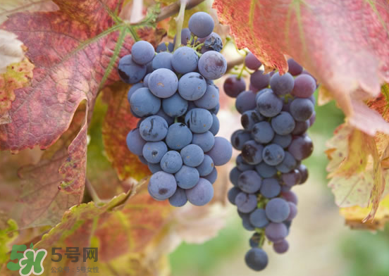 玫瑰香葡萄食疗作用(玫瑰香葡萄的功效) 玫瑰香葡萄食疗作用(玫瑰香葡萄的功效)