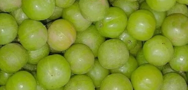 余甘子冬春最美味(余甘子味道) 余甘子冬春最美味(余甘子味道)