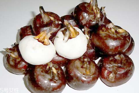 马蹄的品种(马蹄的品种)