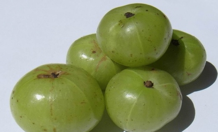 余甘子的功效和作用(余甘子的功效和作用及禁忌)