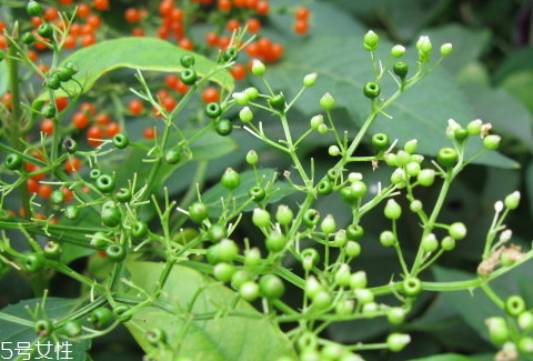 接骨草的特点(接骨草的特点)