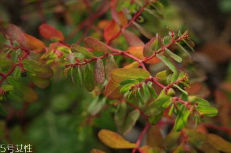 通奶草食谱推荐(通奶草怎么做效果好) 通奶草食谱推荐(通奶草怎么做效果好)