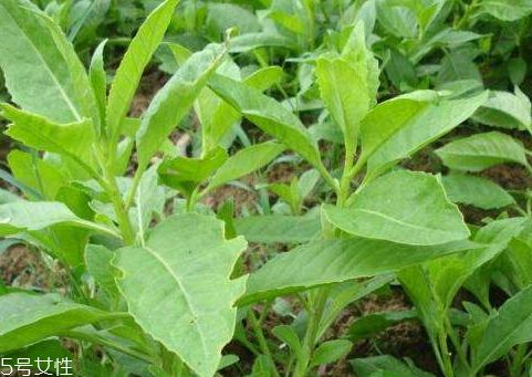 长寿草的功效和作用(长寿草的功效和作用点)