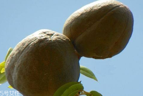 向天果的副作用(向天果的副作用及禁忌) 向天果的副作用(向天果的副作用及禁忌)