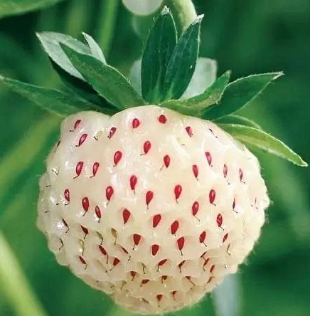 白舅果好吃吗(白鹇好吃吗)