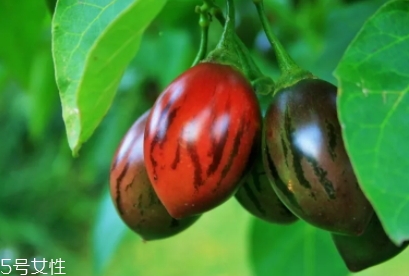 树番茄好吃吗(树番茄好吃吗)