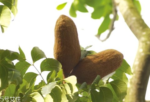 向天果有副作用吗(向天果有副作用吗)