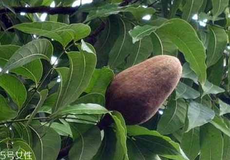 向天果每天吃多少合适(向天果一天吃几个最好)