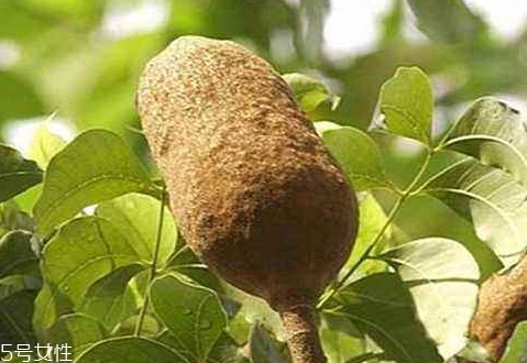 向天果哪里可以买到(向天果哪里可以买到)