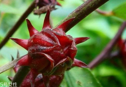 红桃k果可以泡酒吗(红桃k果可以泡酒吗)