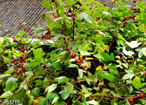 红桃k泡酒方法(红桃k泡酒方法)