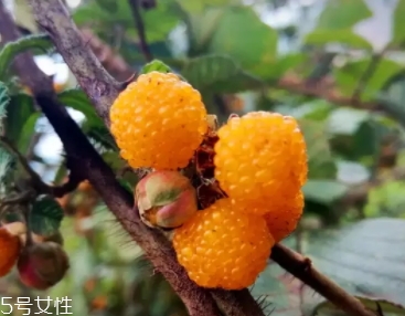 黄刺果上市时间(黄刺果图片)