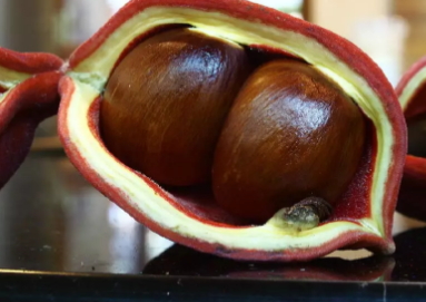 凤眼果的营养价值(凤眼果的营养价值) 凤眼果的营养价值(凤眼果的营养价值)