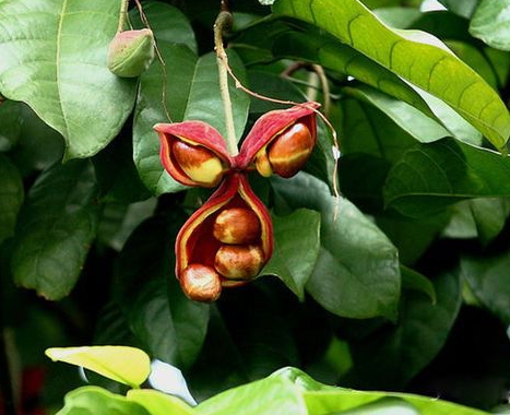 凤眼果也叫频婆果(凤眼果是什么)