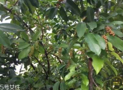 五月茶的果实可以吃吗(五月茶的果子能吃吗) 五月茶的果实可以吃吗(五月茶的果子能吃吗)