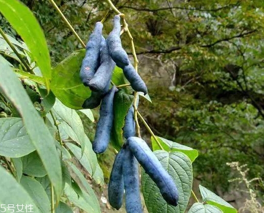 猫屎瓜多少钱一斤(猫屎瓜多少钱一斤)