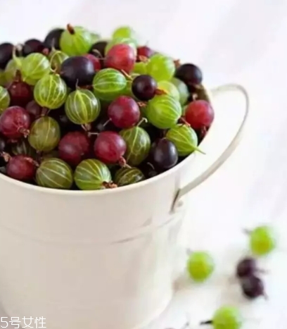 醋栗的营养功效(醋栗的功效和作用)