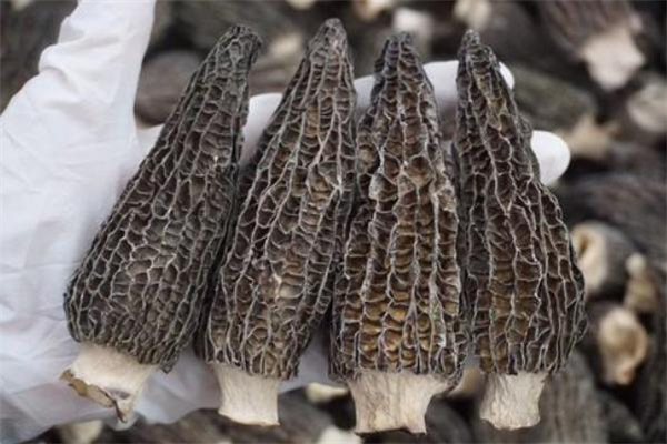 羊肚菌怎么做好吃(羊肚菌怎么做好吃又简单)