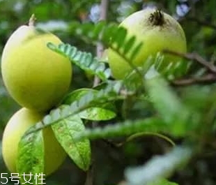 吃多依果的好处(多依果的功效和作用) 吃多依果的好处(多依果的功效和作用)