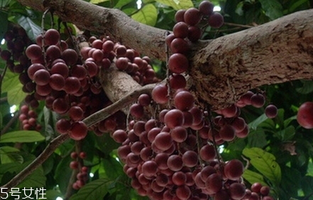 木奶果可以抗肿瘤(木奶果的药用功效)