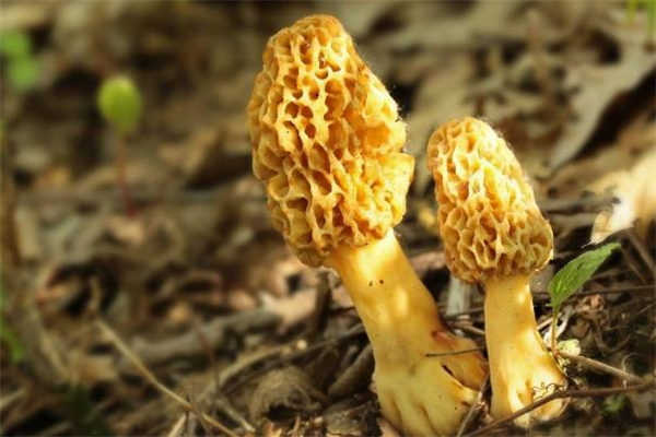 羊肚菌怎么保存(羊肚菌怎么保存得比较久)