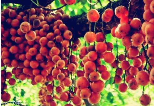 木奶果功效(木奶果功效作用)