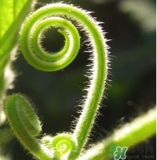 羊肚菌的家常做法(羊肚菌怎样做)