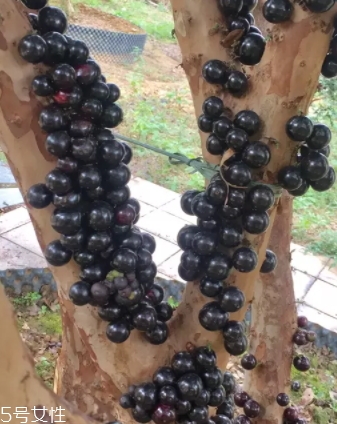 木葡萄的功效和作用(木葡萄的功效和作用) 木葡萄的功效和作用(木葡萄的功效和作用)