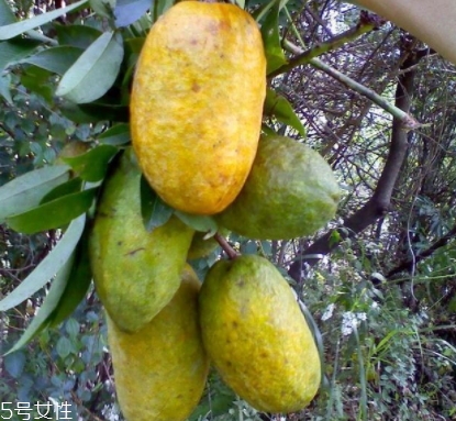 牛卵坨主治(牛卵坨功效)