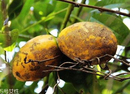 牛卵坨煎服有药效(牛卵坨功效)