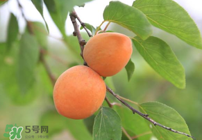 孕妇吃黄杏好吗(孕妇吃黄杏好吗)