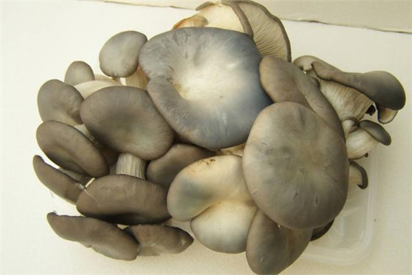 平菇怎么做好吃(平菇怎么做好吃又简单)