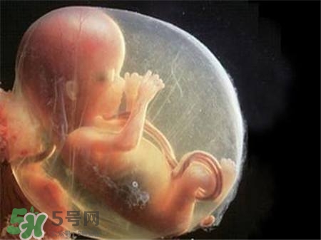 平菇的营养价值(平菇的营养价值及功效和作用)