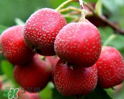 孕妇不宜吃的蔬菜(什么蔬菜孕妇不能吃)