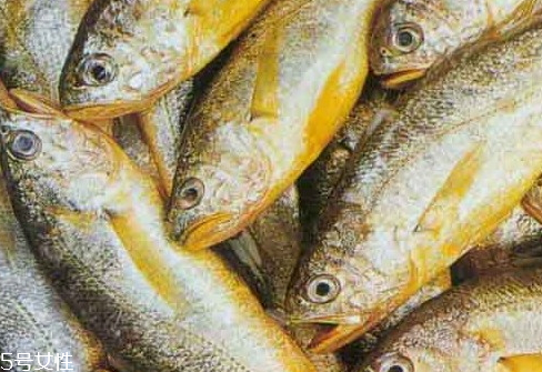 大黄鱼如何辨真假(两招辨别真假大黄鱼)