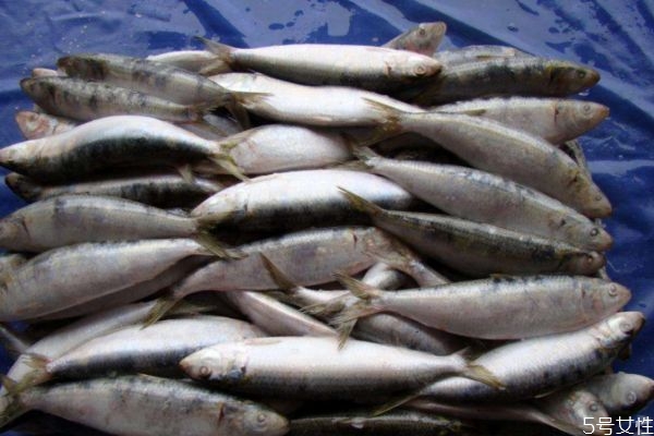 沙丁鱼怎么解冻(沙丁鱼怎么解冻) 沙丁鱼怎么解冻(沙丁鱼怎么解冻)