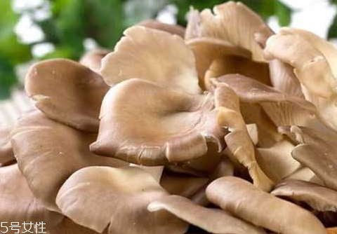 平菇的功效(平菇的功效和作用) 平菇的功效(平菇的功效和作用)
