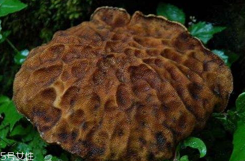 牛肚菌怎么做好吃(牛肚菌怎么做好吃又简单)