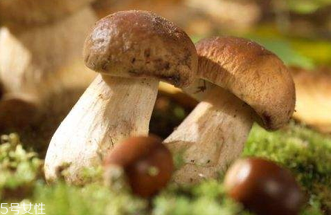 牛肝菌什么颜色(牛肝菌什么颜色的是最好的) 牛肝菌什么颜色(牛肝菌什么颜色的是最好的)